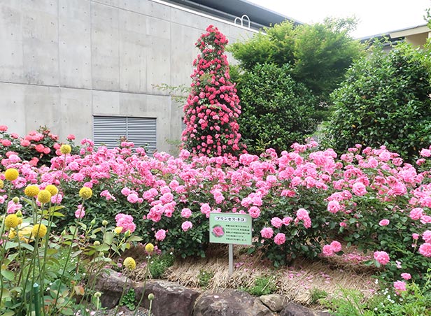 プリンセスキコ花壇