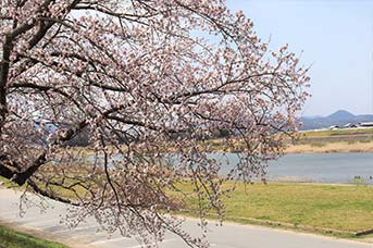 近くには宮川があり、「日本さくら名所100選」に選定されている。
