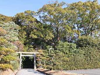 月読宮の裏参道から望む葭原神社の社叢。